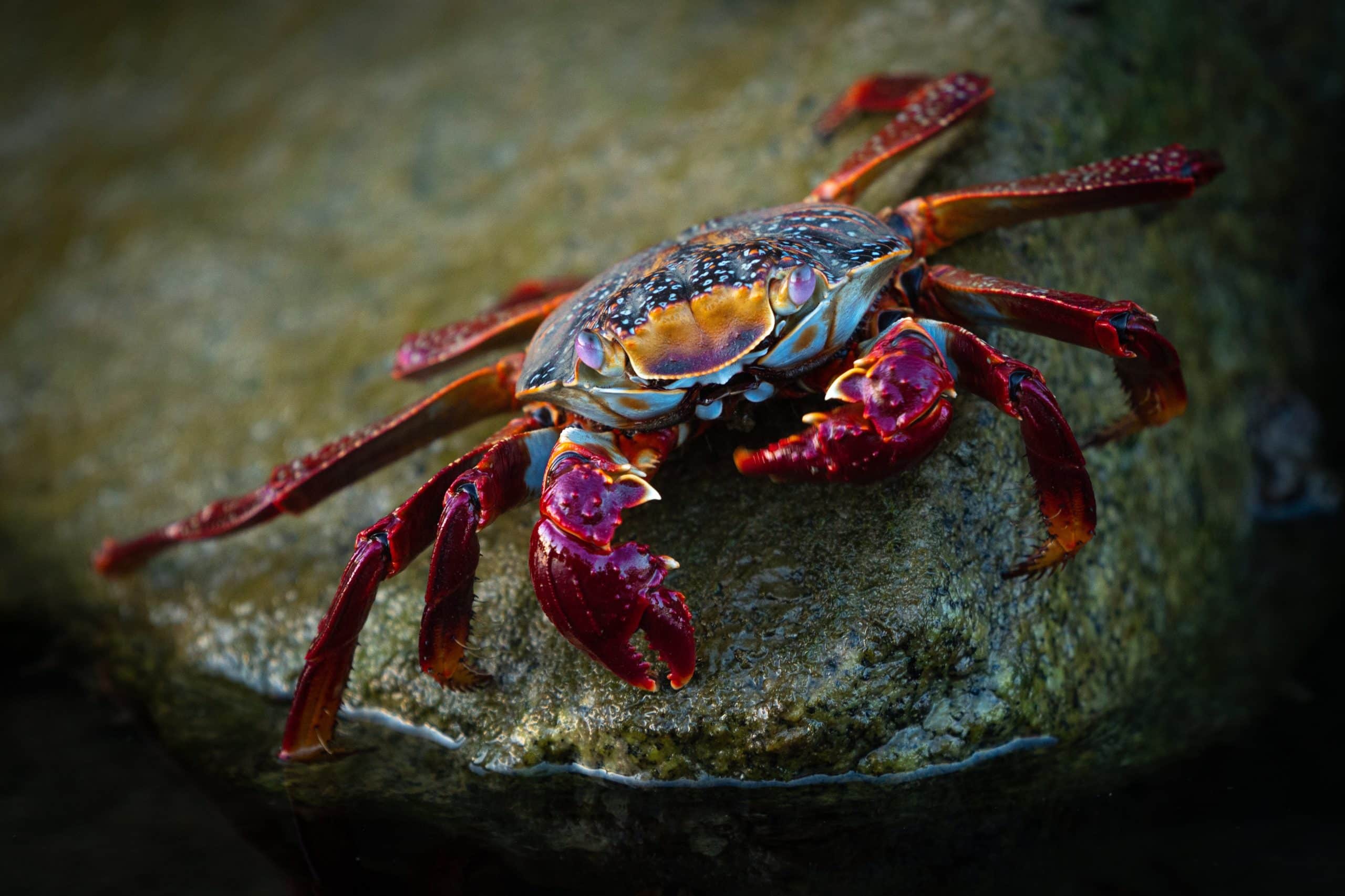 The Bluest Crab at Grandpa’s Funeral