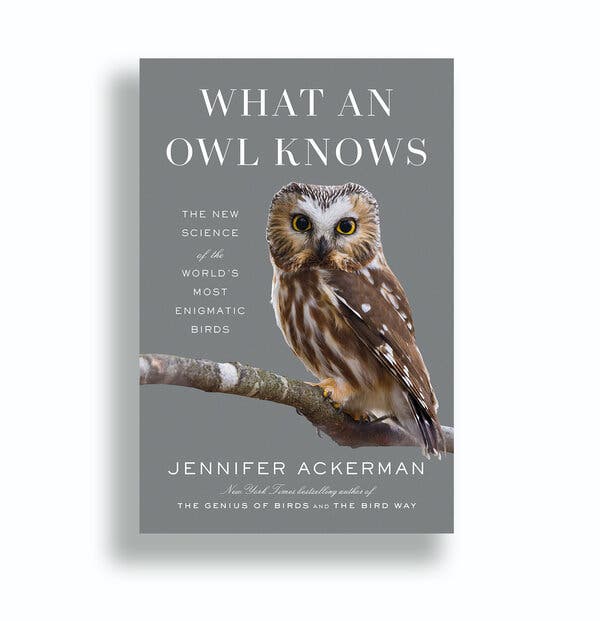 A Book About Owls, in Which Each Species Is a Marvel