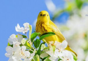 7 Books That Celebrate the Healing Magic of Birds