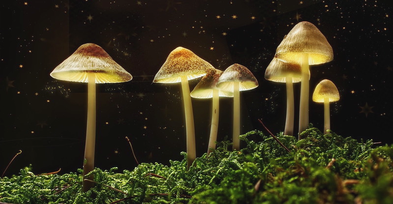 Anatomy of a Bad Trip: On the Less-Than-Magical Side of Magic Mushrooms